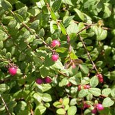 Symphoricarpos Chenaultii 'Hancock' - Sneeuwbes 30-40 cm pot