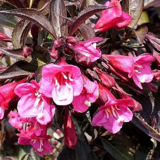Weigela Florida Wine & Roses ('Alexandra') Weigelia 'Alexandria', 40