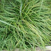 6 x Carex Caryophyllea 'The Beatles' - Zegge - pot 9 x 9 cm - Veerkrachtige Bodembedekker en Sierlijke Solitair