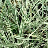 6 x Arrhenatherum Bulbosum 'Variegatum' - Glanshaver - pot 9 x 9 cm - Elegant Zomerbloeiend Gras voor Zonnige Tuinen