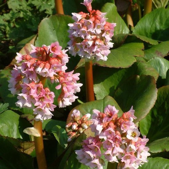 6 x Bergenia 'Baby Doll' - Schoenlappersplant Pot 9x9 cm - Roze Voorjaarsbloeier