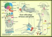 Foot Reflexology Of Bones & Glands