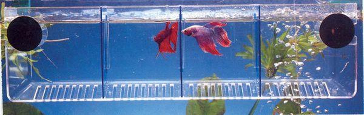Betta container