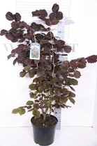 Corylus Maxima 'Purpurea' - Rode Hazelaar - 60-80 cm in pot: Struik met opvallend roodbruin blad en eetbare hazelnoten.