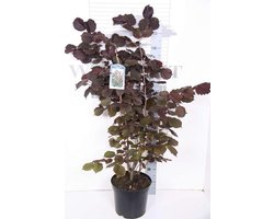 Corylus Maxima 'Purpurea' - Rode Hazelaar 60-80 cm in pot