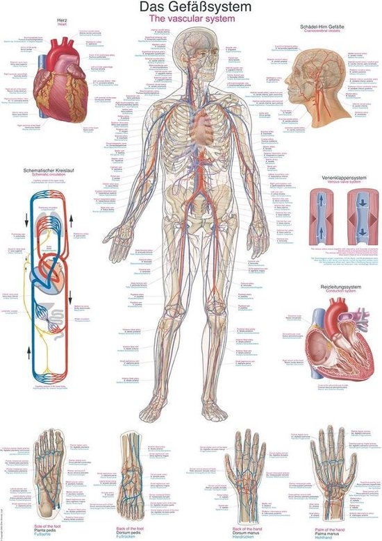 Het menselijk lichaam -  anatomie poster bloedsomloop (kunststof-folie, 70x100 cm)