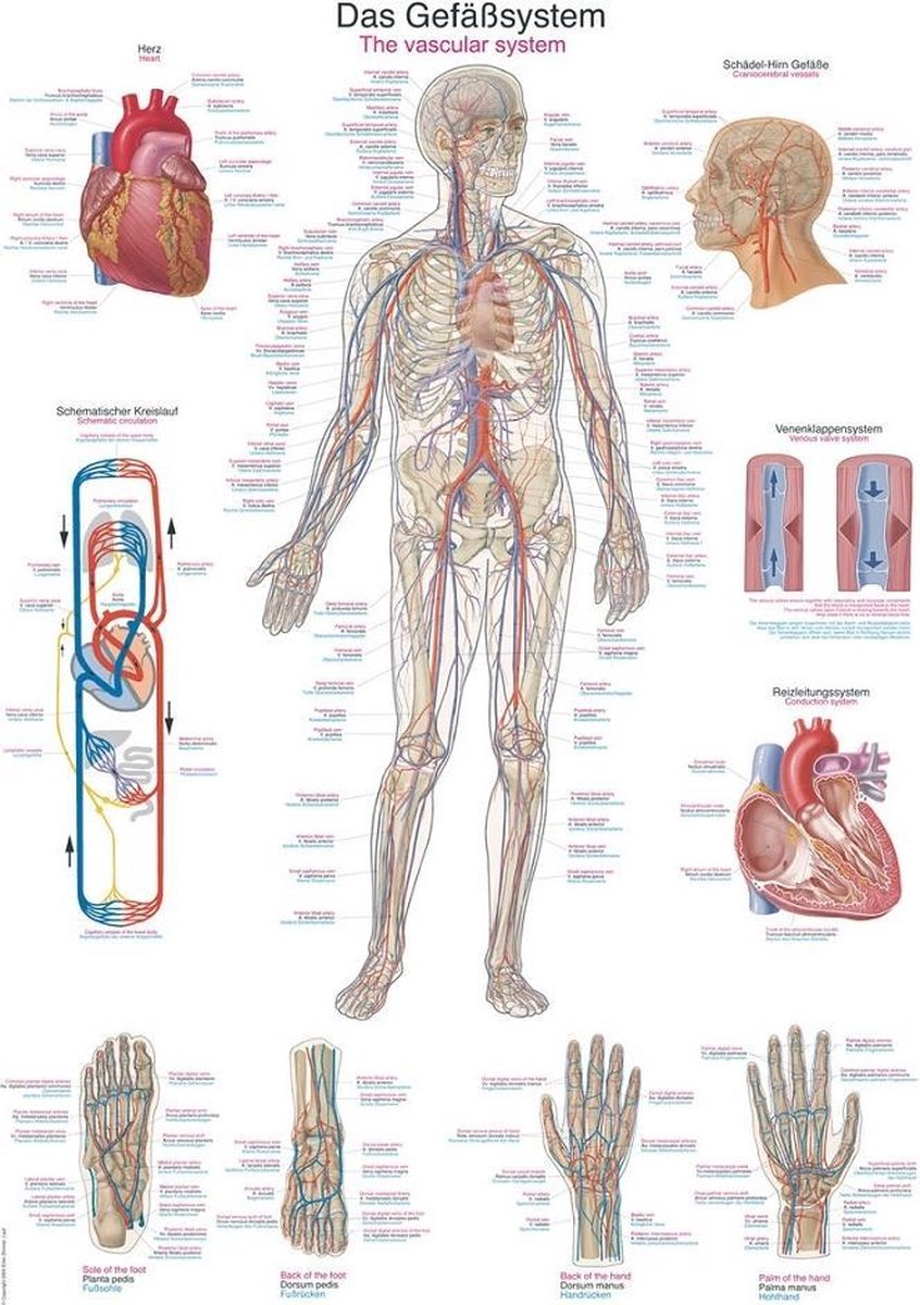 Het menselijk lichaam - anatomie poster bloedsomloop (kunststof-folie, 70x100 cm)