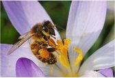Fleurs de champ Mélange d'abeilles Tubinger 50 grammes