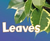 Leaves