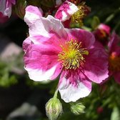 6 x Helianthemum 'Raspberry Ripple' - Zonneroosje Pot 9x9 cm - Roze-witte Bloemen
