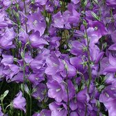 6 x Campanula Persicifolia 'Telham Beauty' - Breedbladig Klokje pot 9x9cm - Blauwe bloemen, lange bloeiperiode, geschikt voor borders