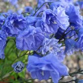 6 x Campanula Cochleariifolia - Klokje Pot 9x9cm - Sierlijke Blauwe Bloemen