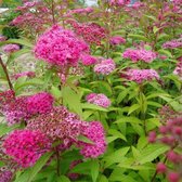 Spiraea Japonica 'Froebelii' - Spierstruik;Japanse spirea 25-30 cm pot