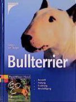 Bullterrier