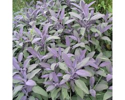 6 x Salvia Officinalis 'Purpurascens' - Echte Salie pot 9x9cm - Purperbladige variant