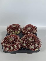 Sempervivum rode pluis (rotsplanten) 4 stuks