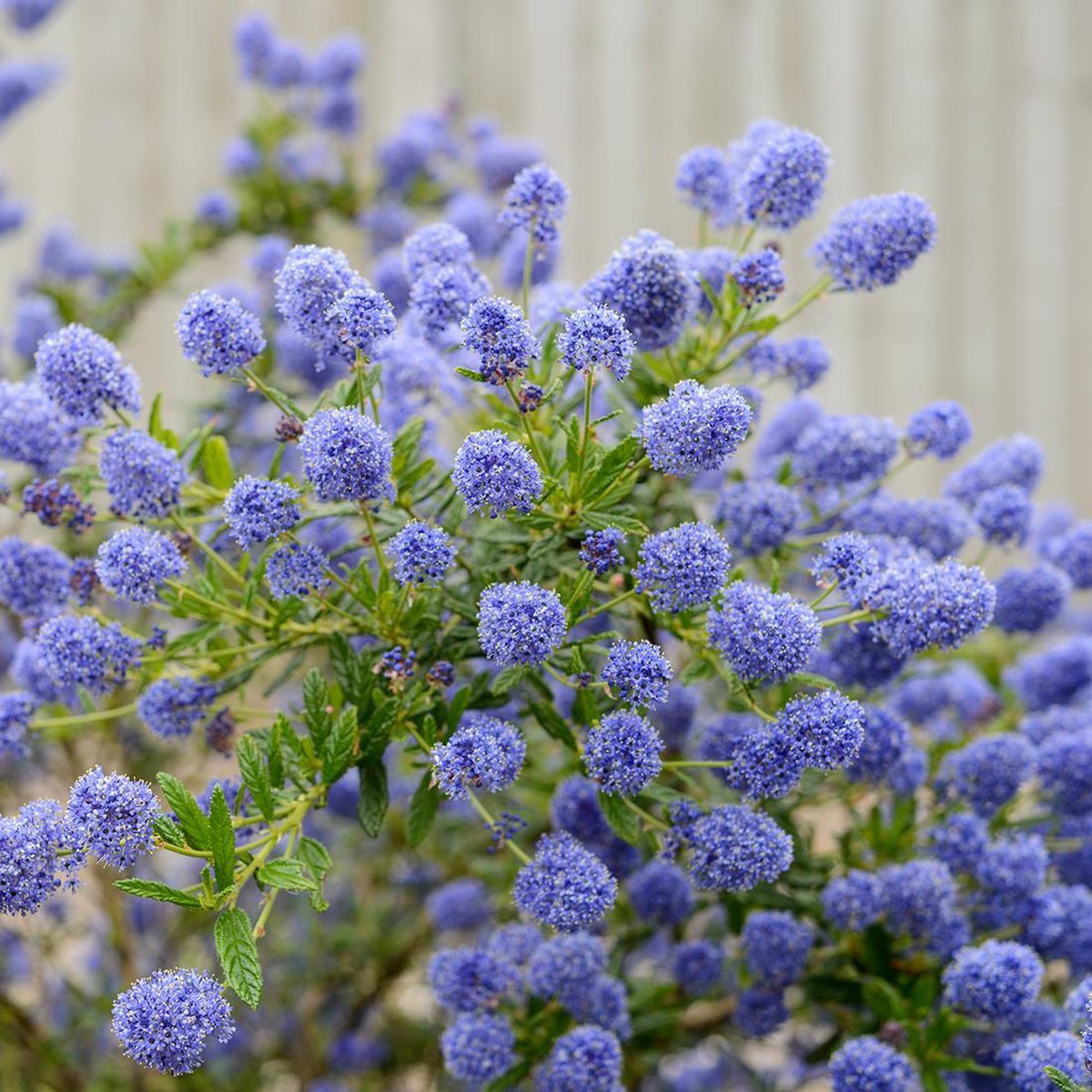 Amerikaanse Sering - Ceanothus Concha; snoei en verzorging