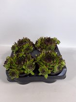 Sempervivum groen met zwarte punt (rotsplanten) 4 stuks