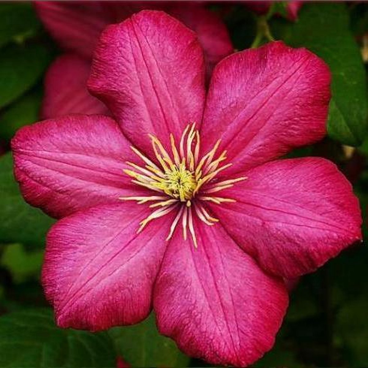 3 x Clematis Ville de Lyon: 3 halen/2 betalen - Klimplant  - Karmijnrood Bloeiend, Meerjarig en Winterhard | 3 x 1,5 liter pot