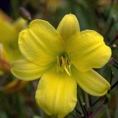 6 x Hemerocallis 'Corky' - Daglelie Pot 9x9 cm - Geelbruine Bloemen