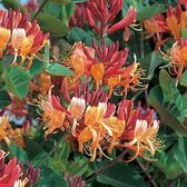 Lonicera Heckrottii 'Gold Flame' - Chèvrefeuille grimpant 50-60 cm pot