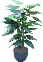 HTT - Kunstplant Philodendron in Eggy antraciet H185 cm
