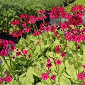 6 x Primula Japonica 'Miller's Crimson' - Sleutelbloem pot 9x9cm, roodbloeiend en vochtminnend