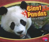 Giant Pandas