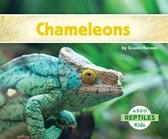 Reptiles - Chameleons