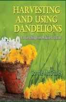 Harvesting and Using Dandelions