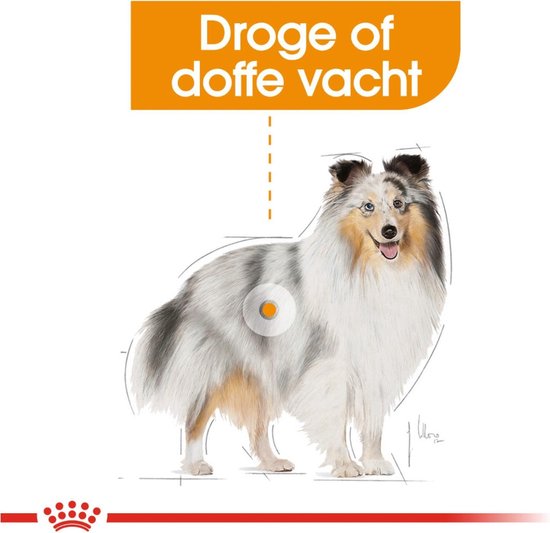 Royal Canin Ccn Coat Care Mini Hondenvoer 3 kg bol