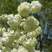 Viburnum plicatum 'Grandiflorum' - Sneeuwbal - 40-60 cm in pot: Grote witte bloemen op een goed vertakte struik.
