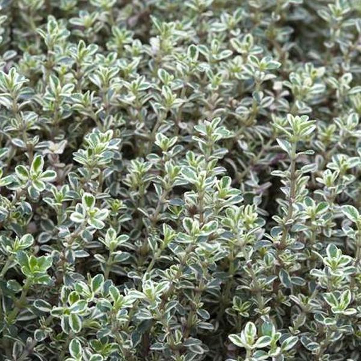 6 x Thymus Citriodorus 'Silver Queen' Citroentijm pot 9x9cm bol