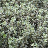 6 x Thymus Citriodorus 'Silver Queen' - Citroentijm pot 9x9cm