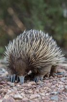 Echidna (Spiny Anteater) on a Walk Journal