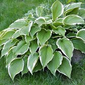 6 x Hosta 'Francee' - Hartlelie Pot 9x9 cm - Bonte bladeren