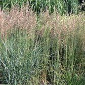 6 x Calamagrostis Acutiflora 'Overdam' - Struisriet - pot 9 x 9 cm - Een Siergras van Contrast en Pracht