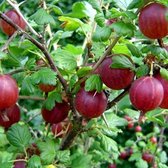 Ribes Uva-Crispa 'Hinnonmaki Rod' - Kruisbes - Struik in pot