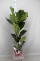 Ficus Lyrata tabaksplant 80cm hoog potmaat 21