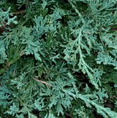 Juniperus Horizontalis 'Wiltonii' - Kruipende jeneverbes 25-30 cm pot