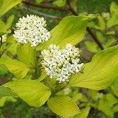 Cornus alba - Kornoelje - 60-80 cm in pot: Struik met rode winterstelen en witte voorjaarsbloemen.