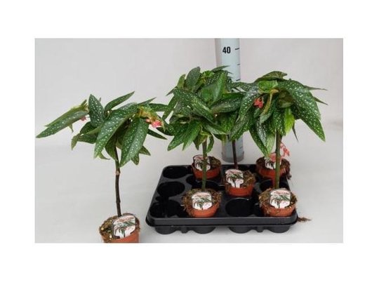Begonia Albopicta Rosea Zeldzaam! Tamaya 50cm hoog