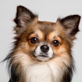 DP® Diamond Painting pakket volwassenen - Afbeelding: Chihuahua - 60 x 60 cm volledige bedekking, vierkante steentjes - 100% Nederlandse productie! - Cat.: Dieren - Honden
