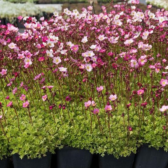 6 x Saxifraga 'Bluetenteppich' - Steenbreek pot 9x9 cm- Blauwbloeiende Bodembedekker