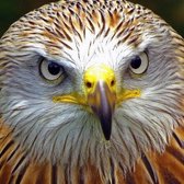 DP® Diamond Painting pakket volwassenen - Afbeelding: Red Kite - 40 x 40 cm volledige bedekking, vierkante steentjes - 100% Nederlandse productie! - Cat.: Dieren - Vogels