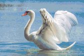 DP® Diamond Painting pakket volwassenen - Afbeelding: Zwaan in Water - 40 x 60 cm volledige bedekking, vierkante steentjes - 100% Nederlandse productie! - Cat.: Dieren - Vogels