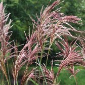 6 x Miscanthus Sinensis 'Malepartus' - Scherpgroen pot 9 x 9 cm - Vurige Elegantie in je Tuin