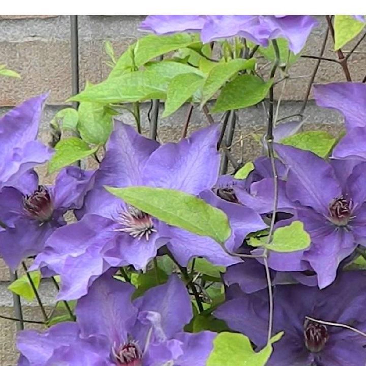 Blauwe Klimplanten kopen? ✔️ Tot 25% korting