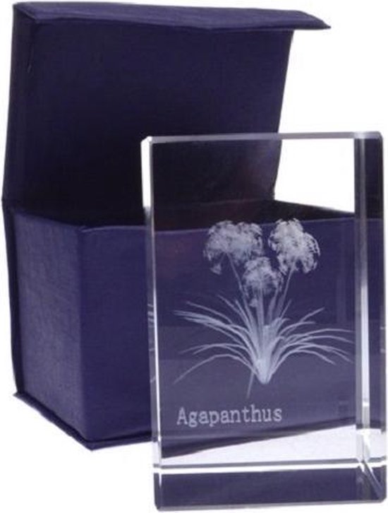 Glasblokje agapanthus