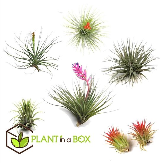 Plant in a Box - Tillandsia - Mix van 6 - Luchtplantjes - Kamerplanten -  Decoratief -... | bol.com